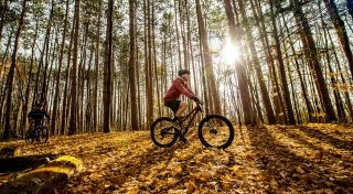 Cycling among trees